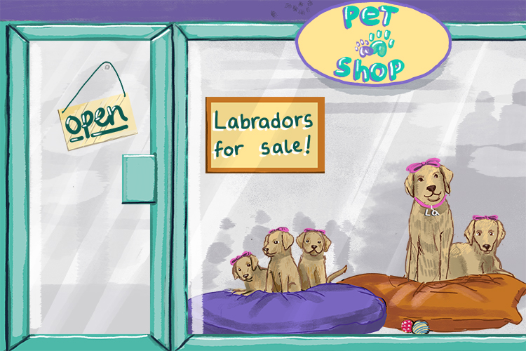 Boutique is feminine, so it's la boutique. Imagine only Labradors are sold at the pet shop.